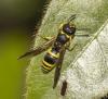 Ancistrocerus sp.